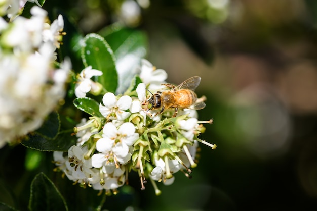 Foto gratuita abejas melíferas