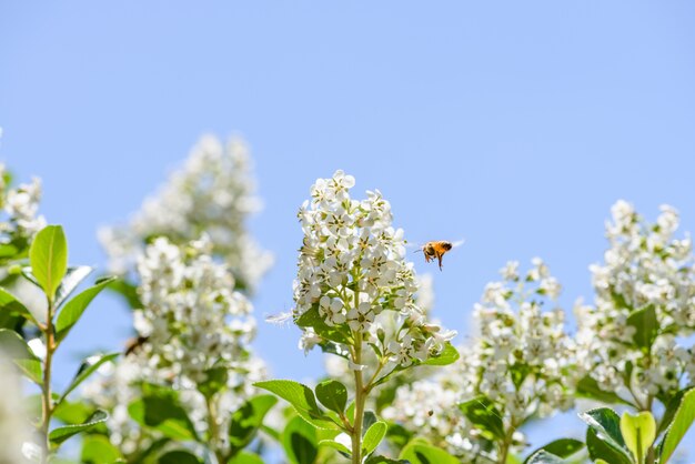 Abejas melíferas