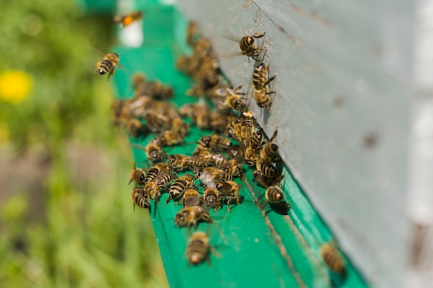 Abejas sobre madera