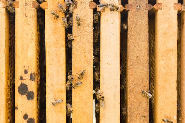 Abejas sobre madera