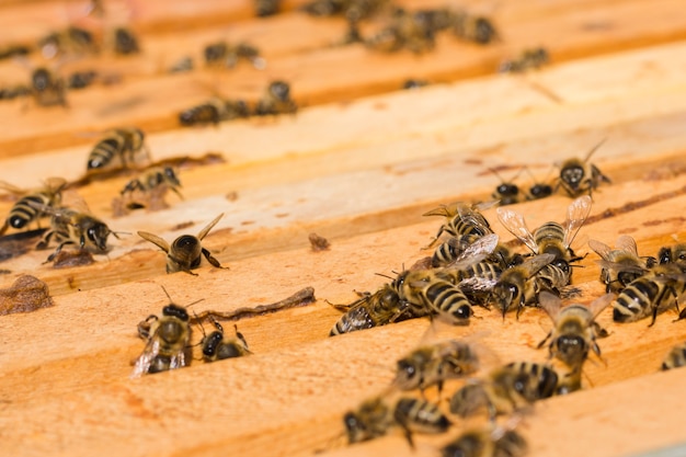 Abejas sobre madera