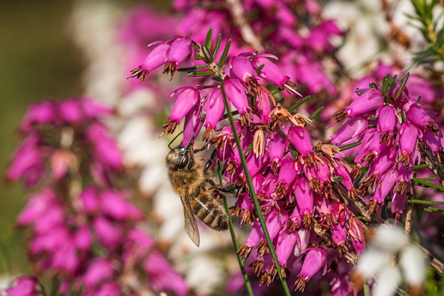 Un abejorro recolectando néctar de hermosas flores púrpuras de la familia de la salicaria y la granada