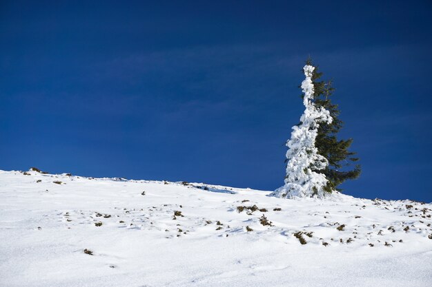 Abeto verde con la mitad cubierto de nieve