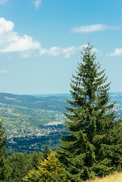 Un abeto con vistas al paisaje de montaña.