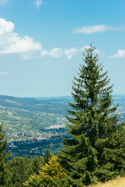 Un abeto con vistas al paisaje de montaña.