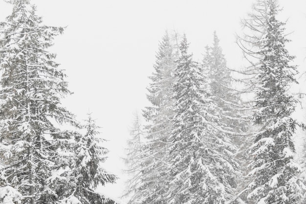 Abetos cubiertos de nieve en el bosque