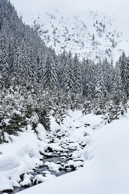 Abetos cubiertos de nieve en el fondo de los picos de las montañas. Vista panorámica del pintoresco paisaje nevado de invierno.