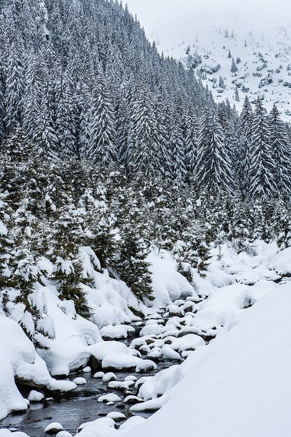 Abetos cubiertos de nieve en el fondo de los picos de las montañas. Vista panorámica del pintoresco paisaje nevado de invierno.