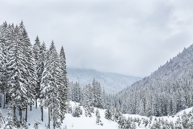 Abetos cubiertos de nieve en el fondo de los picos de las montañas. Vista panorámica del pintoresco paisaje nevado de invierno.