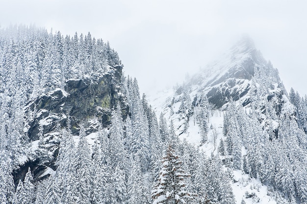 Abetos cubiertos de nieve en el fondo de los picos de las montañas. Vista panorámica del pintoresco paisaje nevado de invierno.