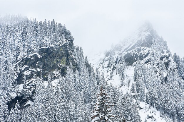 Abetos cubiertos de nieve en el fondo de los picos de las montañas. Vista panorámica del pintoresco paisaje nevado de invierno.