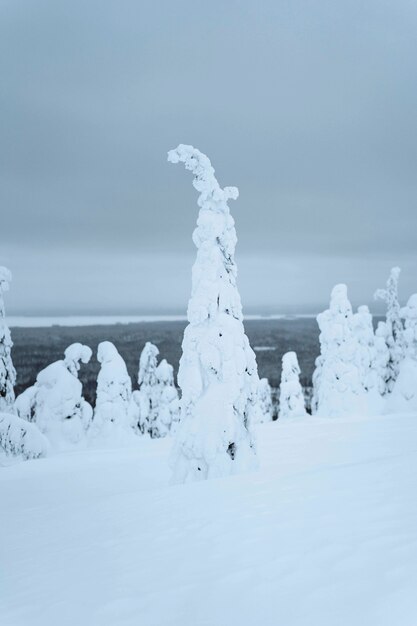 Abetos cubiertos de nieve en el Parque Nacional de Riisitunturi, Finlandia