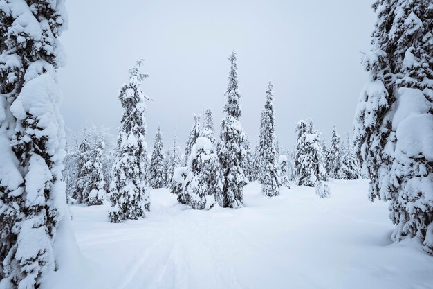 Abetos cubiertos de nieve en el Parque Nacional de Riisitunturi, Finlandia