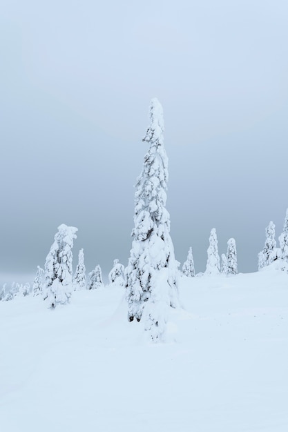 Abetos cubiertos de nieve en el Parque Nacional de Riisitunturi, Finlandia