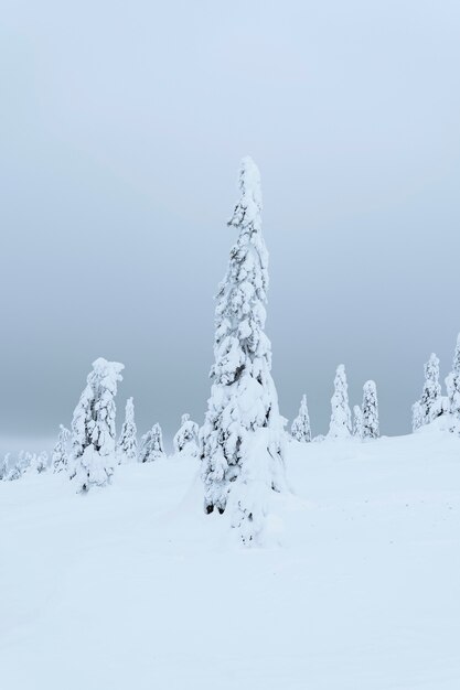Abetos cubiertos de nieve en el Parque Nacional de Riisitunturi, Finlandia