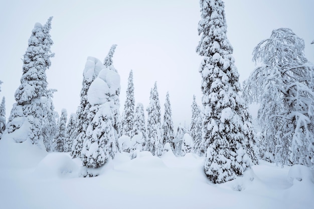 Abetos cubiertos de nieve en el Parque Nacional de Riisitunturi, Finlandia