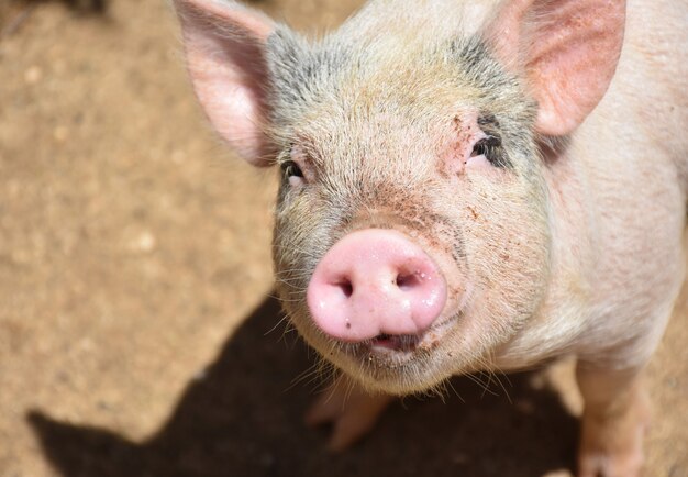 Absolutamente adorable cerdo mirando hacia arriba