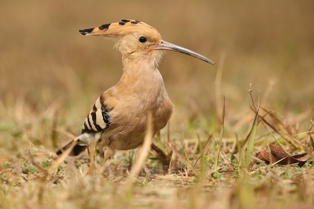 Foto gratuita abubilla salvaje en el hábitat natural