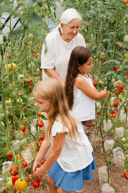 Abuela de tiro medio y niños recogiendo tomates