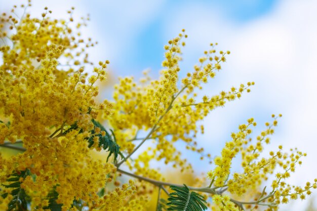 Acacia dealbata ramas contra el cielo