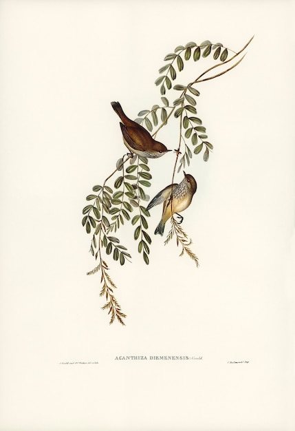 Foto gratuita acanthiza de tasmania (acanthiza diemenensis) ilustrada por elizabeth gould