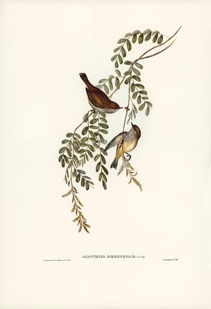 Acanthiza de Tasmania (Acanthiza Diemenensis) ilustrada por Elizabeth Gould