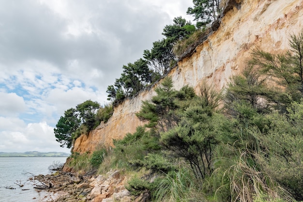 Acantilado de arenisca con árboles en Kaipara