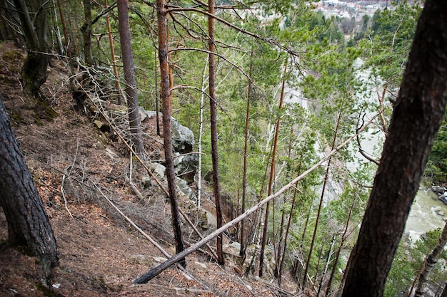 Acantilado rocoso en un bosque verde en las montañas de los Cárpatos