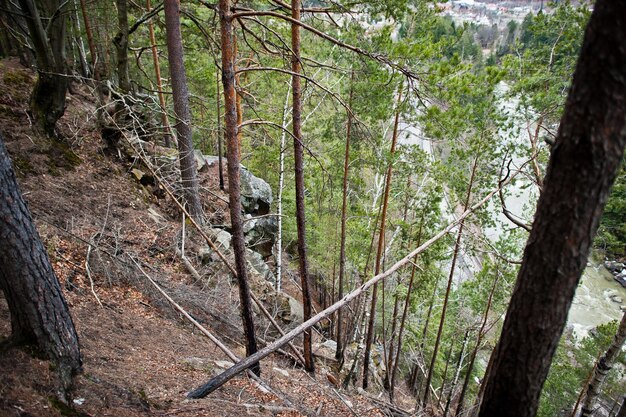 Acantilado rocoso en un bosque verde en las montañas de los Cárpatos