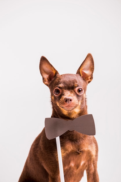 Accesorio de corbatín marrón cerca del cuello del perro de juguete ruso