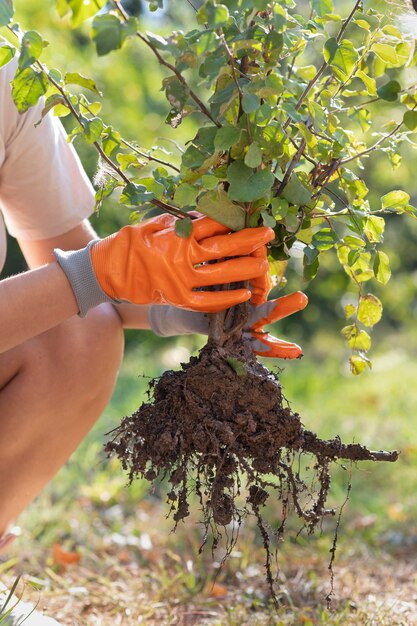 Acerca de plantar nuevas plantas en la naturaleza