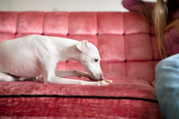 Acercamiento al estilo de vida de las mascotas