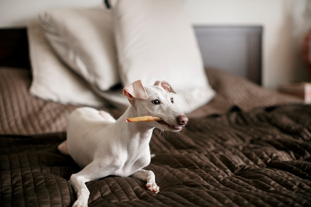 Foto gratuita acercamiento al estilo de vida de las mascotas