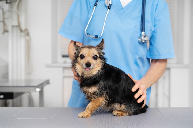 Acercamiento al médico veterinario cuidando a la mascota