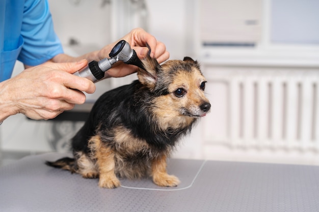 Acercamiento al médico veterinario cuidando a la mascota