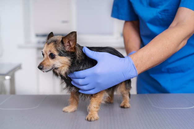 Acercamiento al médico veterinario cuidando a la mascota