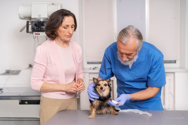 Acercamiento al médico veterinario cuidando a la mascota