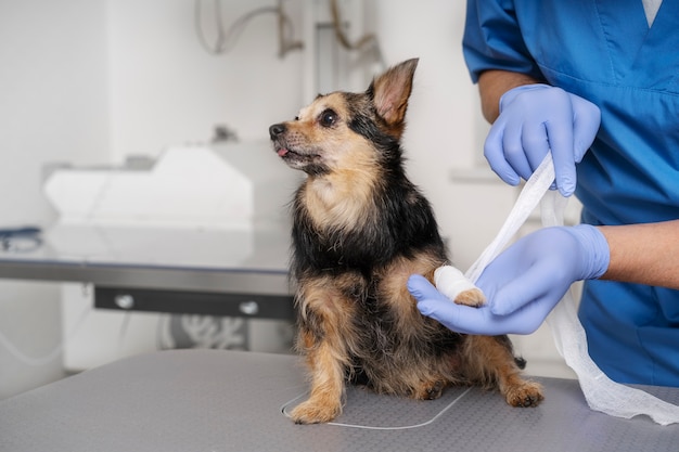 Acercamiento al médico veterinario cuidando a la mascota