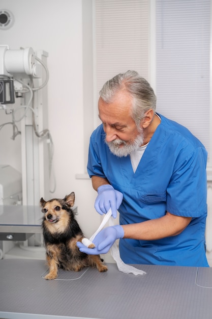 Acercamiento al médico veterinario cuidando a la mascota