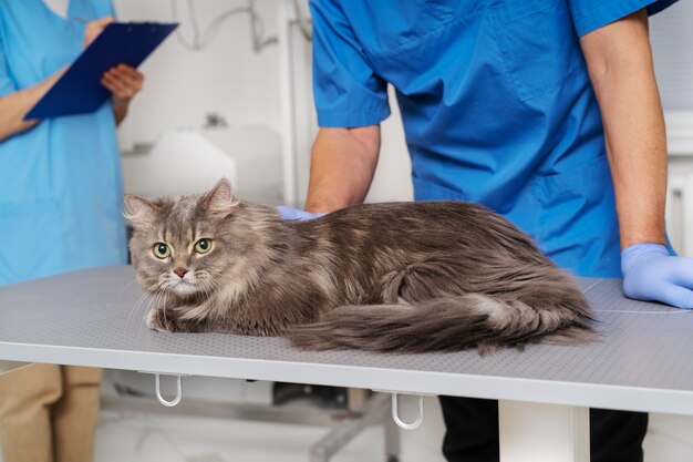 Acercamiento al médico veterinario cuidando a la mascota