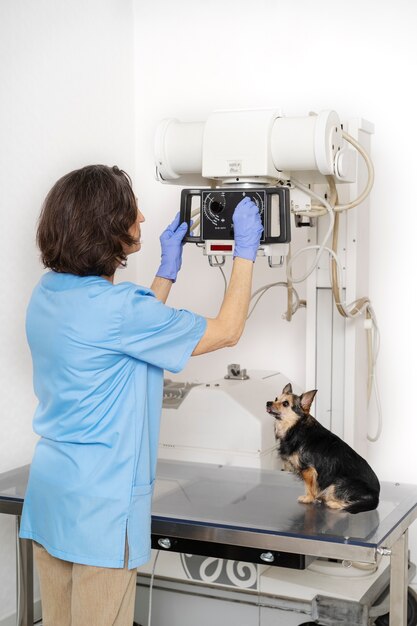 Acercamiento al médico veterinario cuidando a la mascota