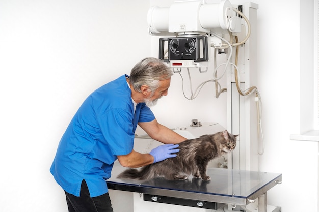 Acercamiento al médico veterinario cuidando a la mascota