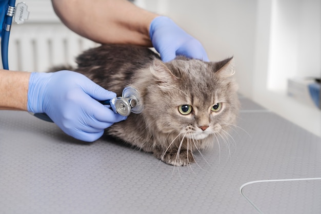Acercamiento al médico veterinario cuidando a la mascota