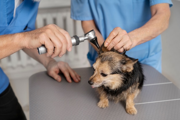 Acercamiento al médico veterinario cuidando a la mascota