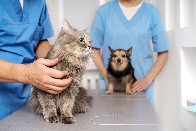 Acercamiento al médico veterinario cuidando a la mascota