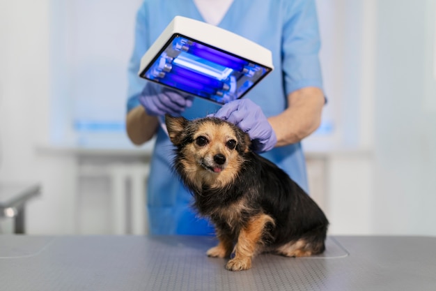 Acercamiento al médico veterinario cuidando a la mascota