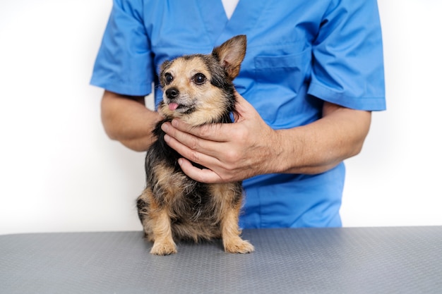 Acercamiento al médico veterinario cuidando a la mascota