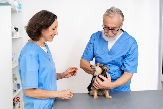 Foto gratuita acercamiento al médico veterinario cuidando a la mascota