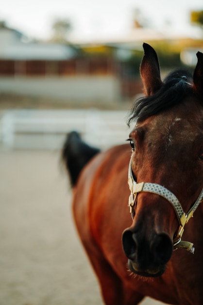 Acercamiento de un caballo marrón que llevaba un arnés de pie sobre un suelo arenoso con un fondo borroso