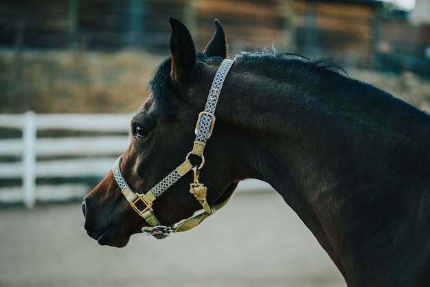 Acercamiento de un caballo en el rancho con arnés con un fondo borroso